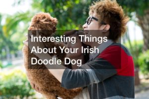 Interesting Things About Your Irish Doodle Dog
