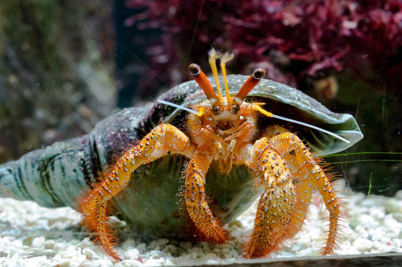 a beautiful hermit crab