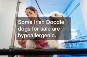 Some Irish Doodle dogs for sale are hypoallergenic