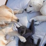 two dogs and a cat