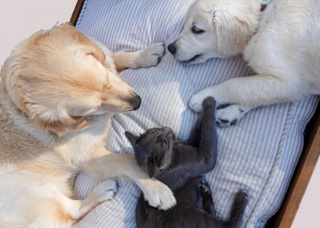 10 Easiest Pets to Take Care of for First-Time Owners