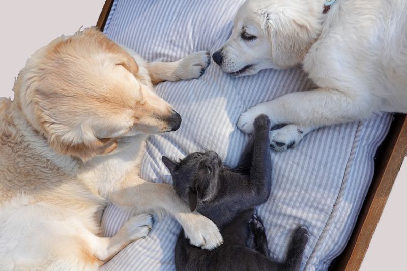 10 Easiest Pets to Take Care of for First-Time Owners